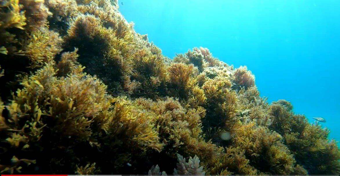 ANDALÚ SEA ROBÓTICA SUBMARINA CON LA UMA